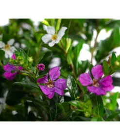 Köcherblümchen-Duo -Blumen Geschaft 8811358 WE DE 001 CupheaHyssopifTwinT11