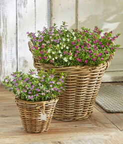 Köcherblümchen-Duo -Blumen Geschaft 8811366 WE MO 001 KoecherbluemchenCupheaHyssopifoliaFlorygloryT12