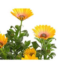 Kapkörbchen, Verschiedene Farben -Blumen Geschaft 8812083 WE DE 002 KapkoerbchenOsteospermumCultivarsT12OWDehnerExpressHerzig