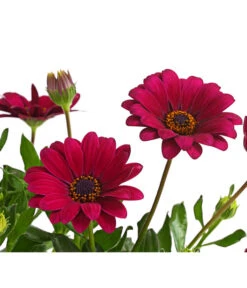 Kapkörbchen, Verschiedene Farben -Blumen Geschaft 8812083 WE DE 004 KapkoerbchenOsteospermumCultivarsT12OWDehnerExpressHerzig