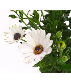 Kapkörbchen, Verschiedene Farben -Blumen Geschaft 8812083 WE DE 005 KapkoerbchenOsteospermumCultivarsT12OWDehnerExpressHerzig