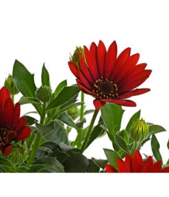 Kapkörbchen, Verschiedene Farben -Blumen Geschaft 8812083 WE DE 006 KapkoerbchenOsteospermumCultivarsT12OWDehnerExpressHerzig