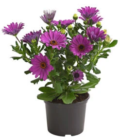 Kapkörbchen, Verschiedene Farben