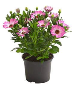 Kapkörbchen, Verschiedene Farben -Blumen Geschaft 8812083 WE FS 003 KapkoerbchenOsteospermumCultivarsT12OWDehnerExpressHerzig