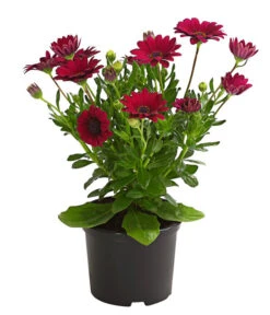 Kapkörbchen, Verschiedene Farben -Blumen Geschaft 8812083 WE FS 004 KapkoerbchenOsteospermumCultivarsT12OWDehnerExpressHerzig