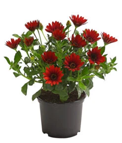 Kapkörbchen, Verschiedene Farben -Blumen Geschaft 8812083 WE FS 006 KapkoerbchenOsteospermumCultivarsT12OWDehnerExpressHerzig