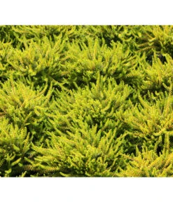 Krähenbeere -Blumen Geschaft 8812216 BildFS 001 KraehenbeereRauschbeereEmpetrumNigrum