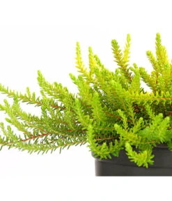 Krähenbeere -Blumen Geschaft 8812216 WE DE 001 EmpetrumNigrumKraehenbeereT11DehnerExpressHerzig