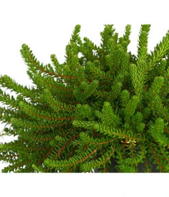 Krähenbeere -Blumen Geschaft 8812216 WE DE 002 EmpetrumNigrumKraehenbeereT11DehnerExpressHerzig