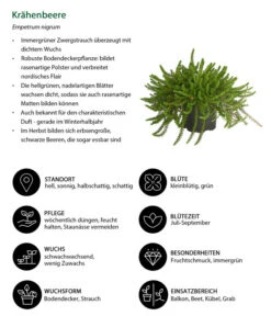 Krähenbeere -Blumen Geschaft 8812216 WE IG 001 Kraehenbeere