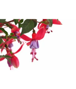 Fuchsie, Stehend, Verschiedene Farben -Blumen Geschaft 8812505 WE DE 001 FuchsiaFuchsiestehendT12