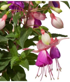 Fuchsie, Stehend, Verschiedene Farben -Blumen Geschaft 8812505 WE DE 001 FuchsieStehendDehnerExpressWunderlich