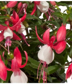 Fuchsie, Stehend, Verschiedene Farben -Blumen Geschaft 8812505 WE DE 002 Fuchsia DehnerExpressWunderlich