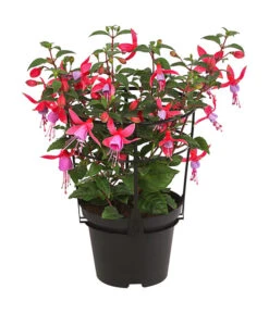 Fuchsie, Stehend, Verschiedene Farben -Blumen Geschaft 8812505 WE FS 001 FuchsiaFuchsiestehendT12