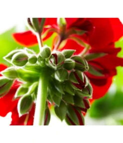 Bodendeckergeranie 'Rubin' -Blumen Geschaft 8813008 PR DE 004 GeranieRubinCalliopeXXLDarkRedSyngenta