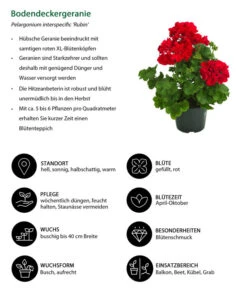 Bodendeckergeranie 'Rubin' -Blumen Geschaft 8813008 WE IG 001 Bodendeckergeranie