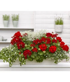 Bodendeckergeranie 'Rubin' -Blumen Geschaft 8813008 WE MO 001 GeranieRubinEuphorbiaDiamondfrostT11Renner