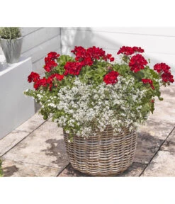 Bodendeckergeranie 'Rubin' -Blumen Geschaft 8813008 WE MO 004 GeranieRubinEuphorbiaDiamondfrostRenner