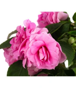 Fleißiges Lieschen, Gefüllt, Verschiedene Farben -Blumen Geschaft 8814659 WE DE 001 ImpatiensWallGefT12