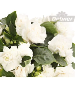 Fleißiges Lieschen, Gefüllt, Verschiedene Farben -Blumen Geschaft 8814659 WE DE 001 ImpatiensWallerianaGefuelltWeissDehnerExpressHerzig