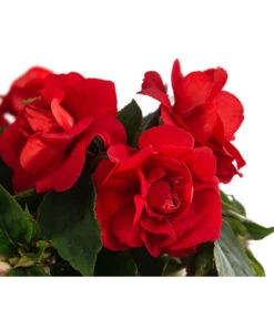 Fleißiges Lieschen, Gefüllt, Verschiedene Farben -Blumen Geschaft 8814659 WE DE 002 ImpatiensWallGefT12