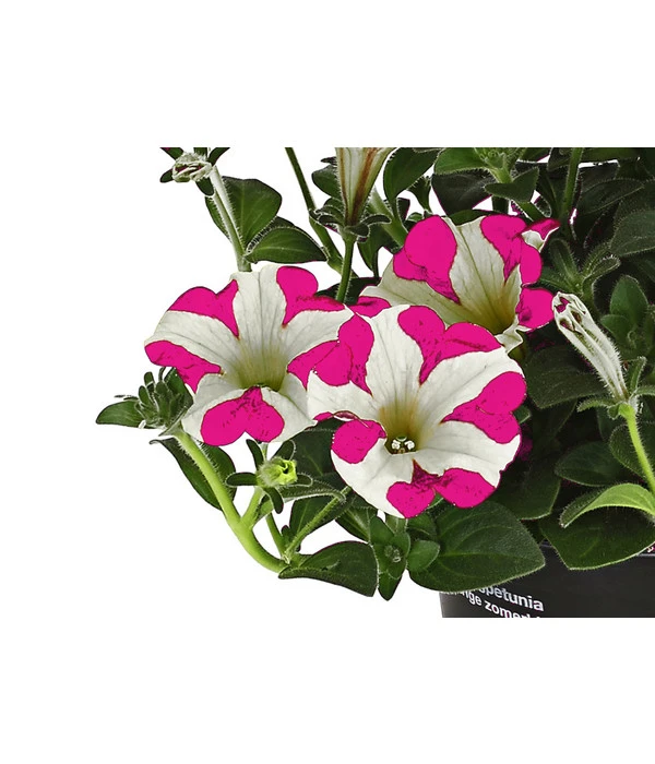 Hängepetunie 'Pink Heart®' 3 Hängepetunie 'Pink Heart®' – Bild 3