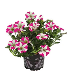 Hängepetunie 'Pink Heart®'