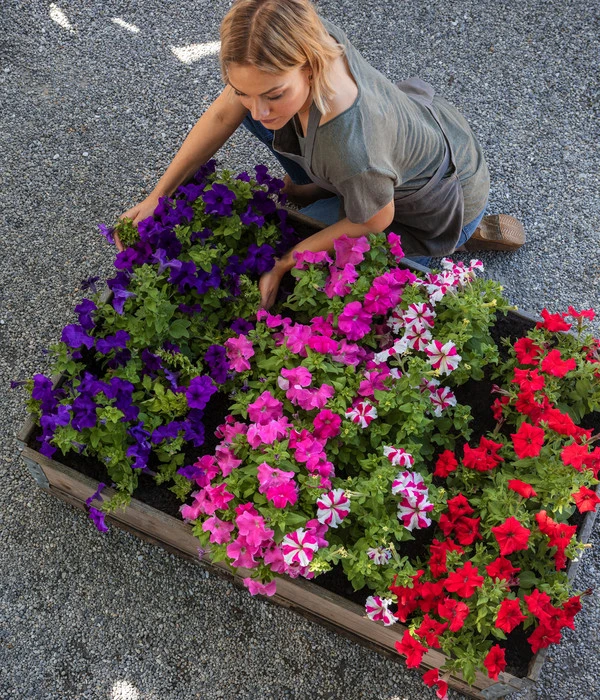 Hängepetunie 'Pink Heart®' 2 Hängepetunie 'Pink Heart®' – Bild 2