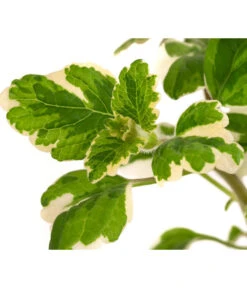 Weihrauch -Blumen Geschaft 8817157 WE DE 002 WeihrauchT11