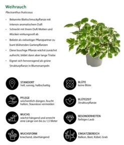 Weihrauch -Blumen Geschaft 8817157 WE IG 001 Weihrauch