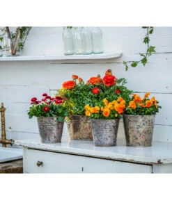 Gänseblümchen, Gefüllt -Blumen Geschaft 8817355 8810079 WE MO 001 RanunkelnGaensebluemchen