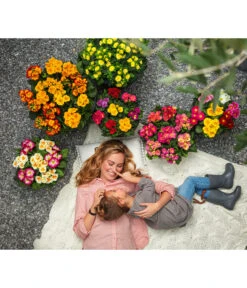 Stängelprimel, Schale -Blumen Geschaft 8817397 8261463 WE MO 001 PrimelnPrimulaSchale