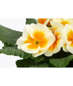 Primel In Sonderfarben, Verschiedene Sorten -Blumen Geschaft 8817439 WE DE 001 PrimulaSonderfarbenGelbT12