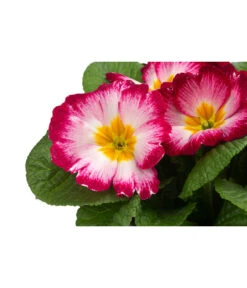 Primel In Sonderfarben, Verschiedene Sorten -Blumen Geschaft 8817439 WE DE 002 PrimulaSonderfarbenPinkT12