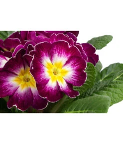 Primel In Sonderfarben, Verschiedene Sorten -Blumen Geschaft 8817439 WE DE 003 PrimulaSonderfarbenLilaT12