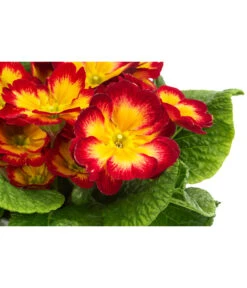 Primel In Sonderfarben, Verschiedene Sorten -Blumen Geschaft 8817439 WE DE 004 PrimulaSonderfarbenRotT12