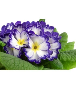 Primel In Sonderfarben, Verschiedene Sorten -Blumen Geschaft 8817439 WE DE 005 PrimulaSonderfarbenBlauT12