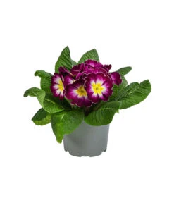 Primel In Sonderfarben, Verschiedene Sorten -Blumen Geschaft 8817439 WE FS 003 PrimulaSonderfarbenLilaT12