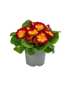 Primel In Sonderfarben, Verschiedene Sorten -Blumen Geschaft 8817439 WE FS 004 PrimulaSonderfarbenRotT12