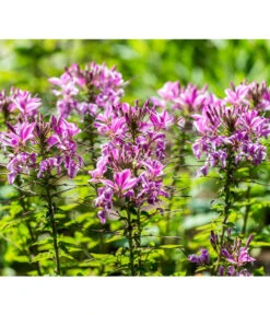 Spinnenpflanze -Blumen Geschaft 8821548 PR DE 001 CleomeSpinnenpflanzeBGALucknerMai2017