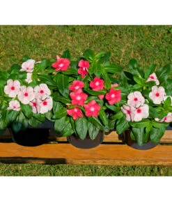 Catharanthe, Verschiedene Sorten -Blumen Geschaft 8821837 BildFS 001 RosafarbenesZimmerimmergruenCatharanthusT12