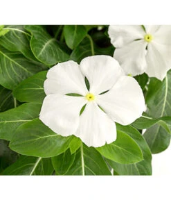 Catharanthe, Verschiedene Sorten -Blumen Geschaft 8821837 PR DE 001 CatharanthusT12DehnerExpressHerzig