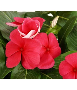 Catharanthe, Verschiedene Sorten -Blumen Geschaft 8821837 PR DE 002 CatharanthusT12DehnerExpressHerzig