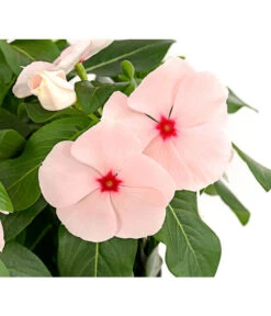 Catharanthe, Verschiedene Sorten -Blumen Geschaft 8821837 PR DE 003 CatharanthusT12DehnerExpressHerzig