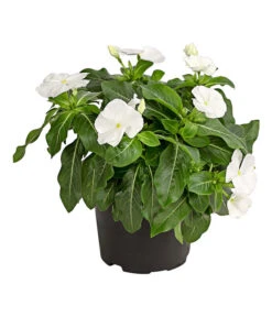 Catharanthe, Verschiedene Sorten -Blumen Geschaft 8821837 PR FS 001 CatharanthusT12DehnerExpressHerzig
