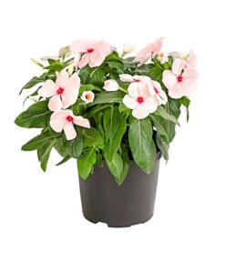 Catharanthe, Verschiedene Sorten -Blumen Geschaft 8821837 PR FS 003 CatharanthusT12DehnerExpressHerzig