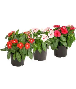 Catharanthe, Verschiedene Sorten