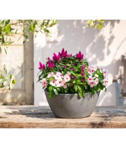 Catharanthe, Verschiedene Sorten -Blumen Geschaft 8821837 WE MO 001 CatharantusImmergruent12