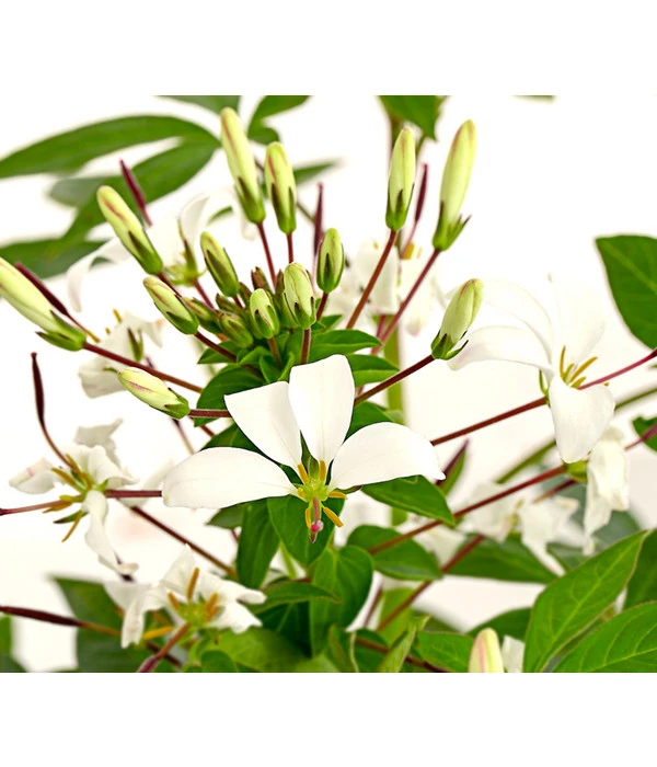 Spinnenpflanze 'Weiß' 2 Spinnenpflanze 'Weiß' – Bild 2