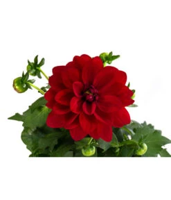 Zwergdahlie, Verschiedene Farben -Blumen Geschaft 8822397 WE DE 002 ZwergdahlienT13